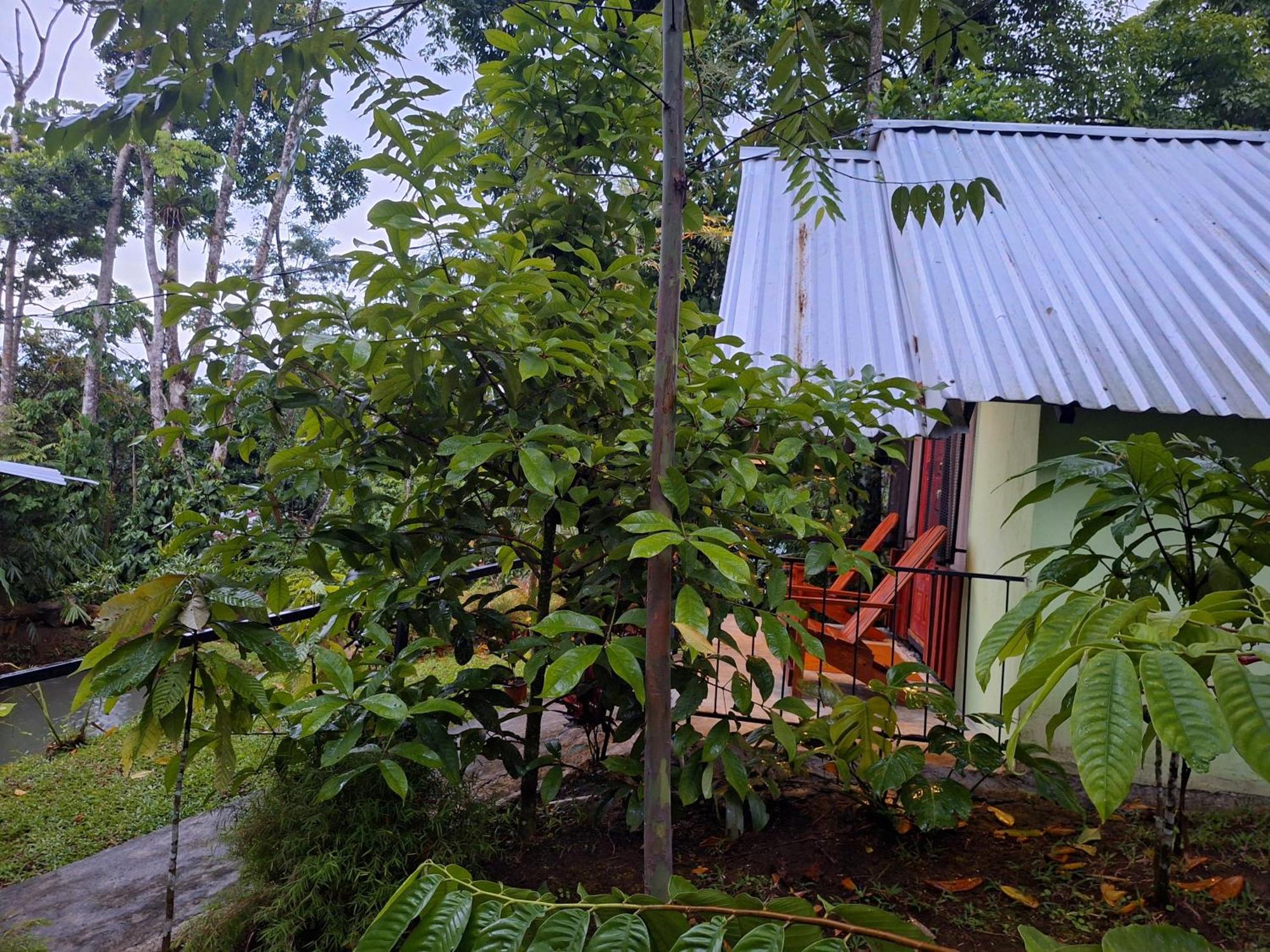Guapote Lodge La Tigra  Habitación foto