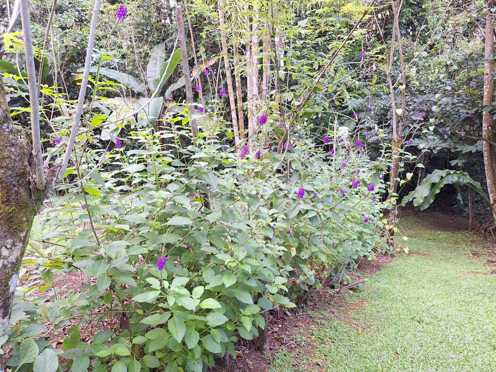 Guapote Lodge La Tigra  Habitación foto