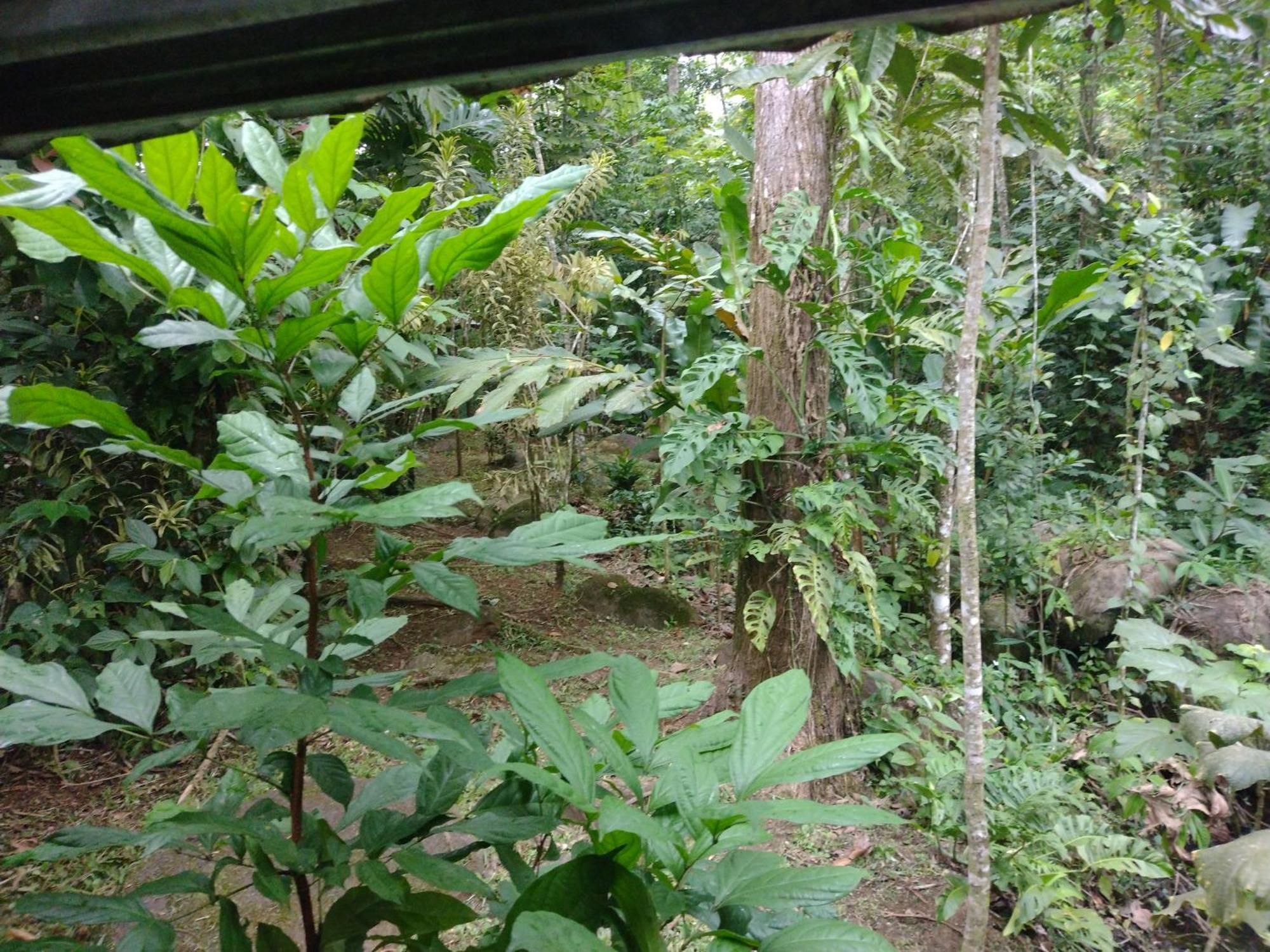 Guapote Lodge La Tigra  Habitación foto